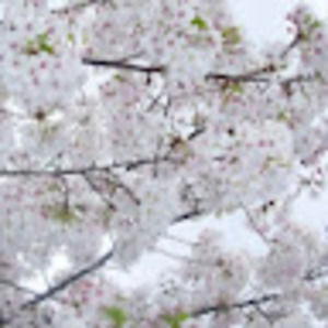 Meet your Posher, Kendall